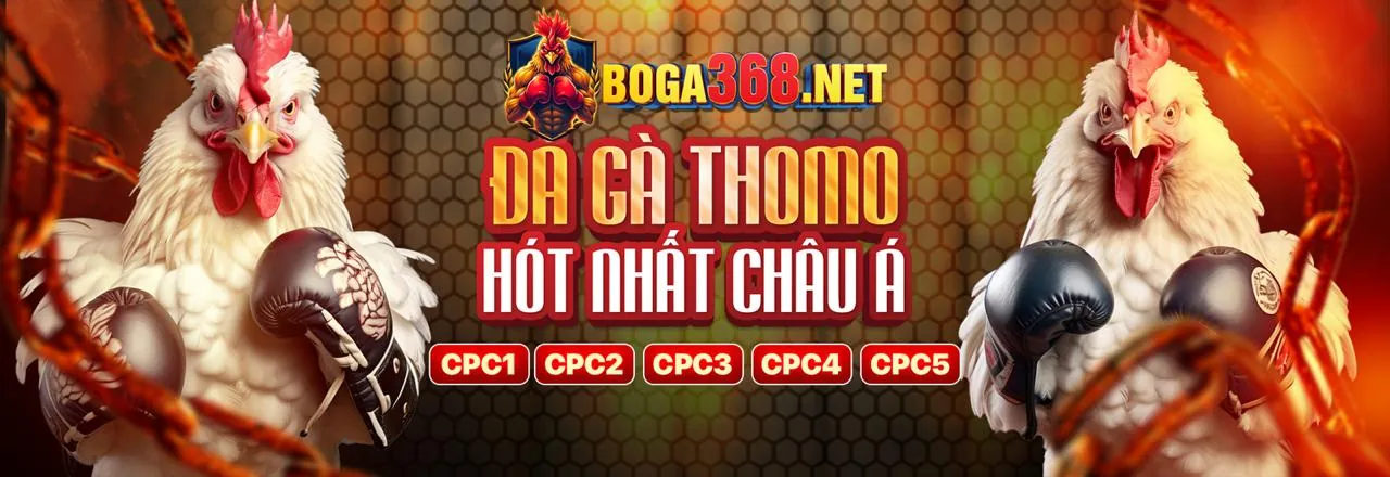 Hình ảnh chính về đá gà trực tiếp Thomo hôm nay